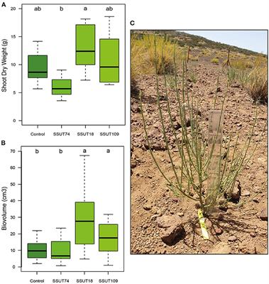 Applying Agronomic Principles of Rhizobial Inoculation to the Conservation of a Keystone Legume Species in a High Mountain Ecosystem on an Oceanic Island